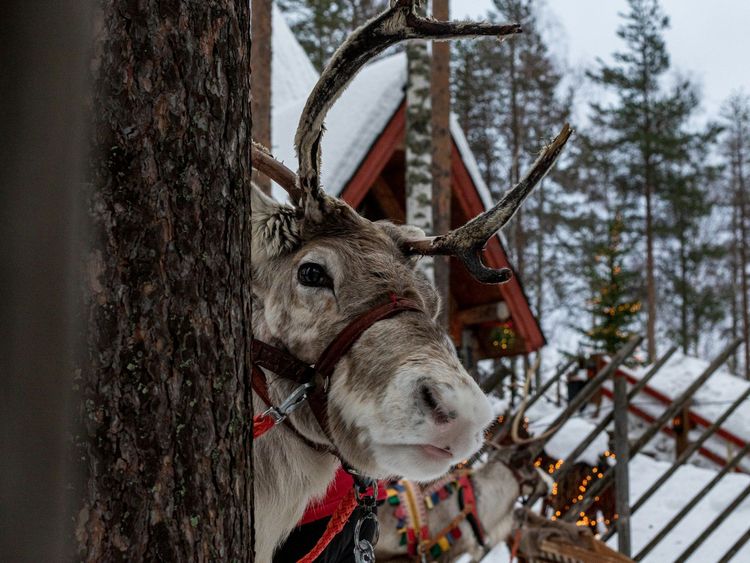 shepherd-WpcjfHXOYoU-unsplash_Rovaniemi.jpg