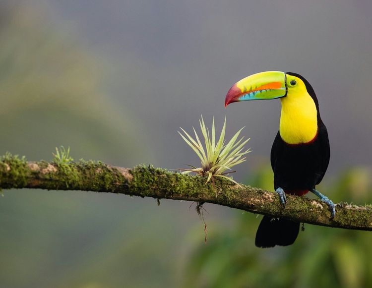 zdenek-machacek-XUFMiGkv-60-unsplash Costa Rica.jpg